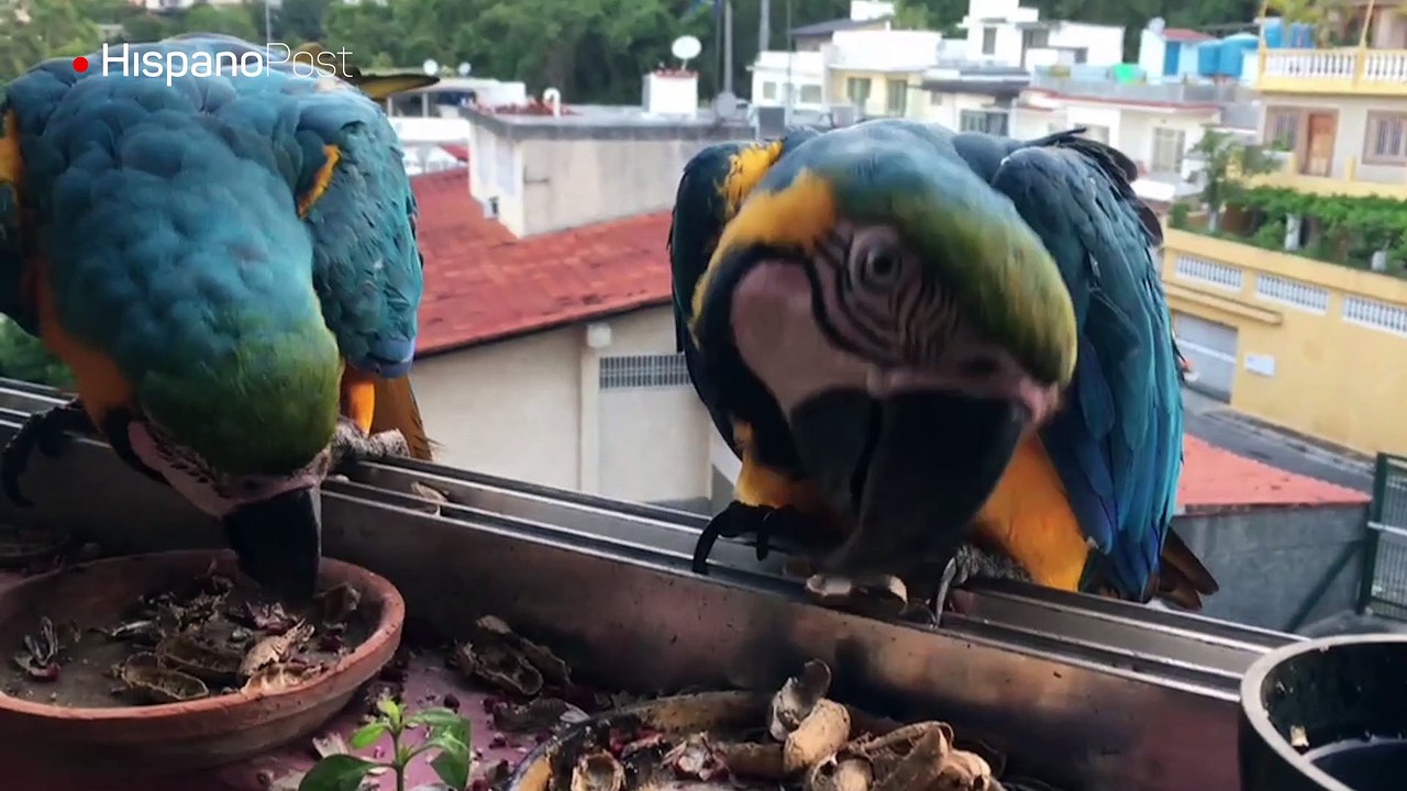 Las guacamayas: “dueñas y señoras” de Caracas