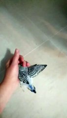 волнистый попугай 3 недели бегает