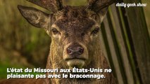 Pour avoir massacré des centaines de cervidés, ce braconnier est condamné à voir Bambi tous les mois