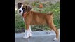 BOXER THOR - Meu Cachorro da Raça Boxer - Boxer Dog | Raça de Cão Inteligente e Muito Dócil: Boxer | Para Quem Ama Animais!