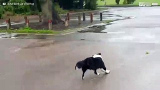 Hund använder en sten som skridsko!