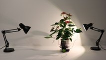 This cyborg houseplant can automatically drive itself toward light