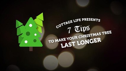 No more brown needles! How to keep your Christmas tree lush and green