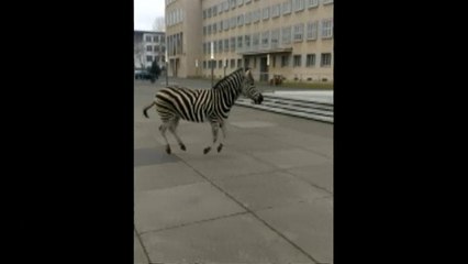 Zebras fogem de circo e trotam por cidade alemã
