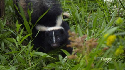 A cute baby skunk is released back into the wild