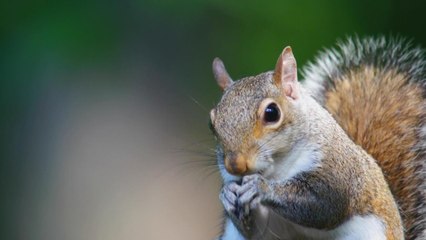 Everything you need to know about relocating squirrels