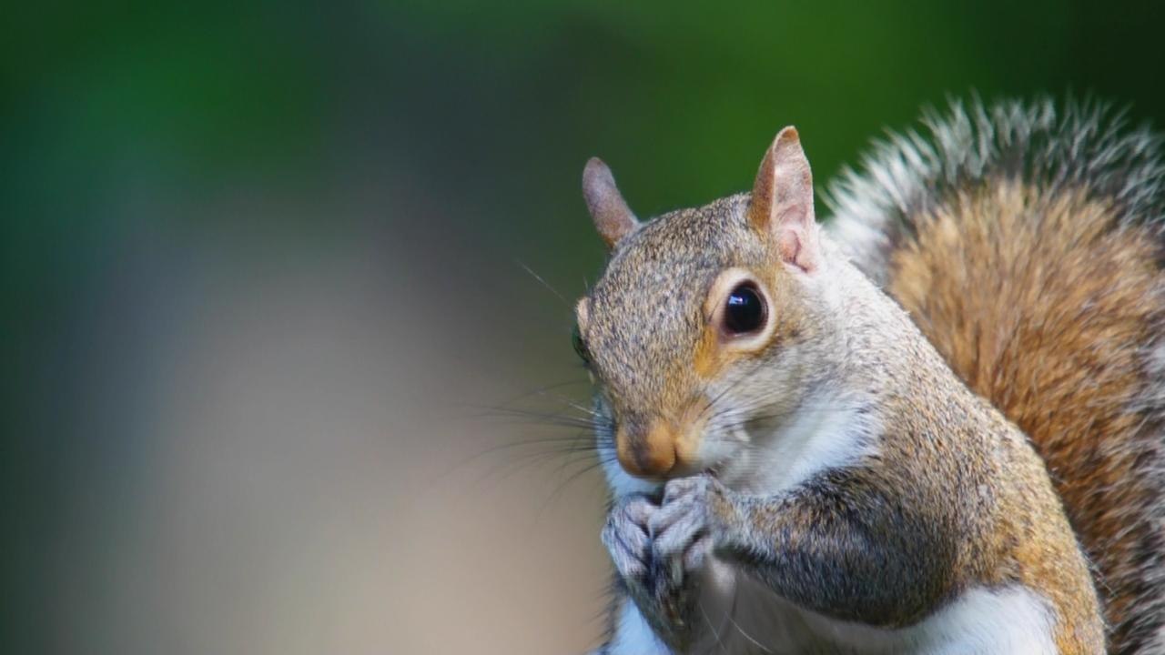 Everything you need to know about relocating squirrels