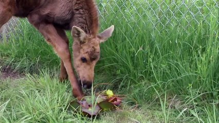 Watch as this adorable baby moose acts like a puppy