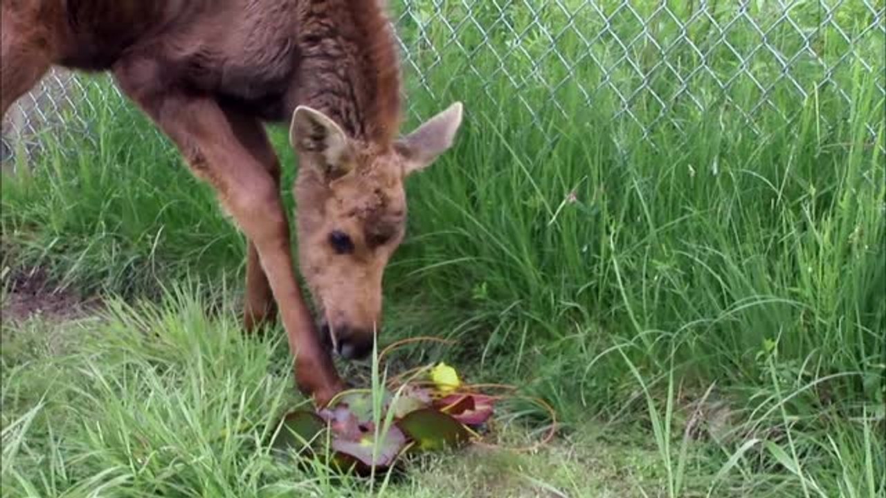 Watch as this adorable baby moose acts like a puppy