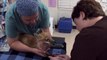 Baby fox successfully overcomes a terrifying surgery