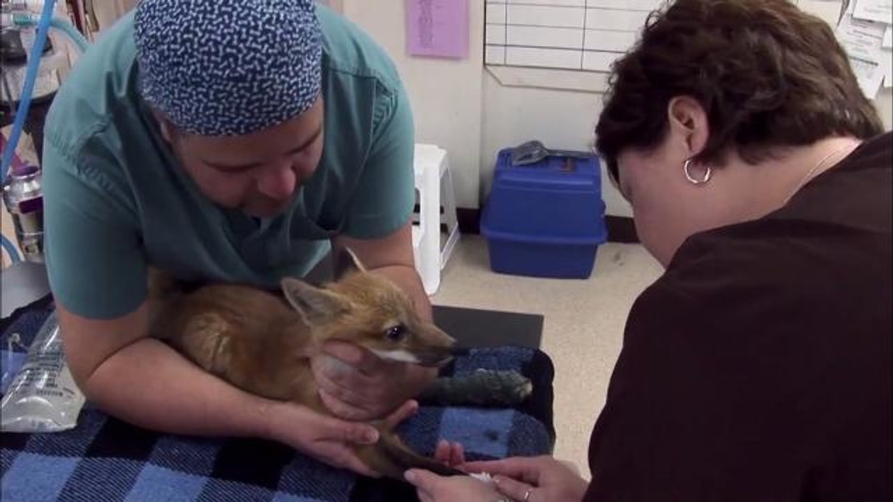 Baby fox successfully overcomes a terrifying surgery