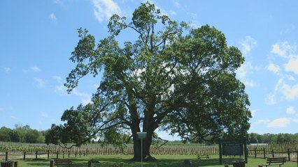 This sugar maple tree is older than Canada itself