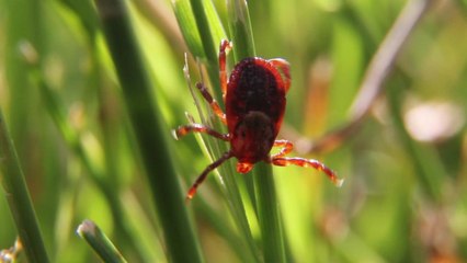 Avoid ticks with these tips and tricks