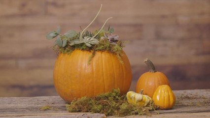 Go green this Halloween with a DIY pumpkin terrarium