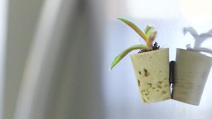 Add an ounce of green to your winter with this DIY cork planter