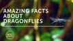 Amazing facts about dragonflies