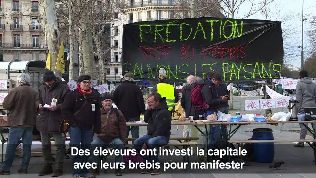 Pour dénoncer les attaques des loups, les brebis montent à Paris