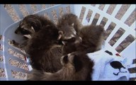 Shelter rescues orphaned three-week-old raccoons