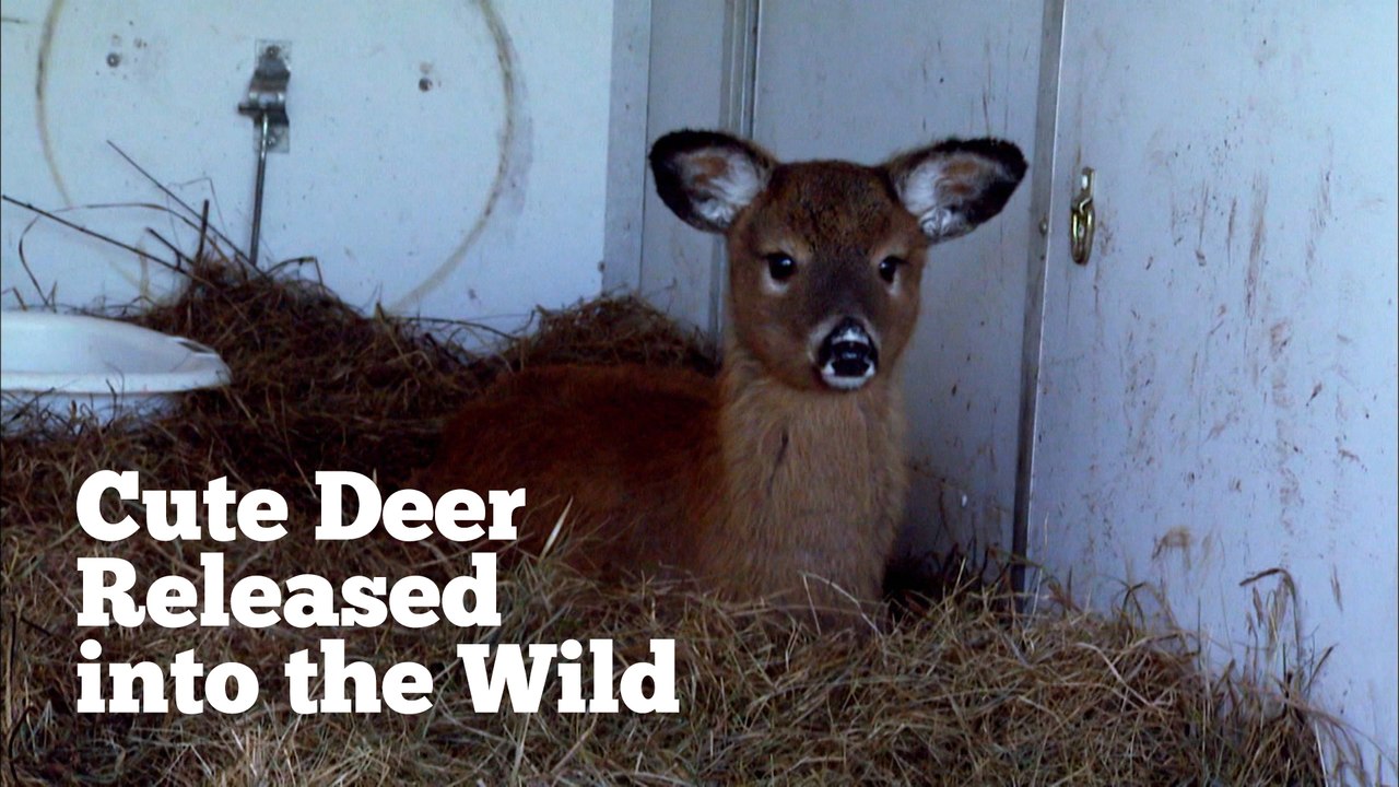 See adorable deer released into the wild