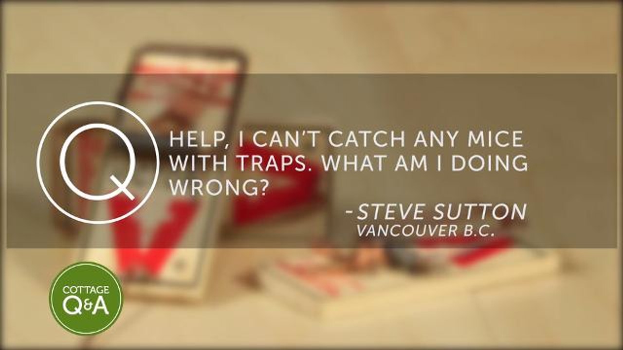 Trouble with mousetraps? Here’s what you’re doing wrong.