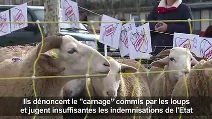 Pour dénoncer les attaques des loups, les brebis montent à Paris