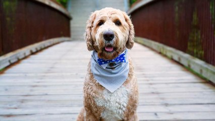 This No-Sew Bow-Tie Bandana Is Perfect for Your Furry Friends