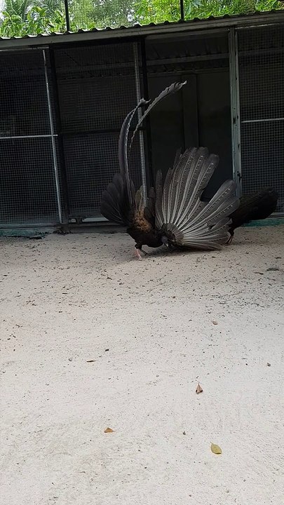 Love Dance of the Crested Argus
