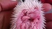 Adorable Baby African Pygmy Hedgehogs