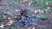 Red Tailed Hawk eating black coot