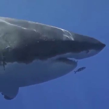 Un petit poisson n'a pas peur du gros requin blanc et nage devant sa gueule