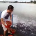 Il nourrit des milliers de poissons affamés! Impressionnant