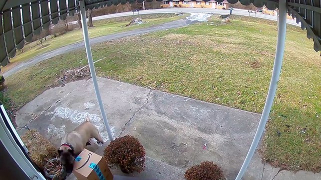 Ce chien attendait la livraison de son colis avec impatience