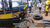 Endangered sharks and rays an issue for Liberia's ecosystem