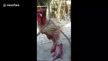 Chicken strut: Vietnam-raised bird has the most humungous legs