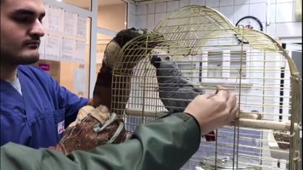 Murat Özdemir'in işkence yaptığı papağan koruma altına alındı - İSTANBUL