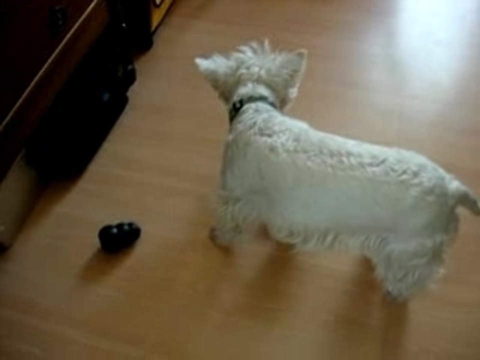 Trop facile le kong