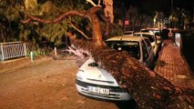 Yerinden sökülen ağaç otomobilin üzerine devrildi - İZMİR