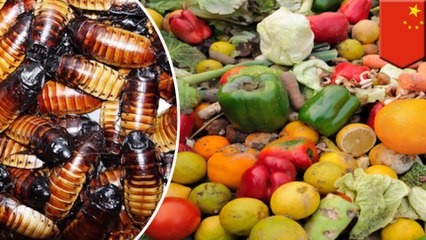 Chinese city uses cockroaches to process food waste