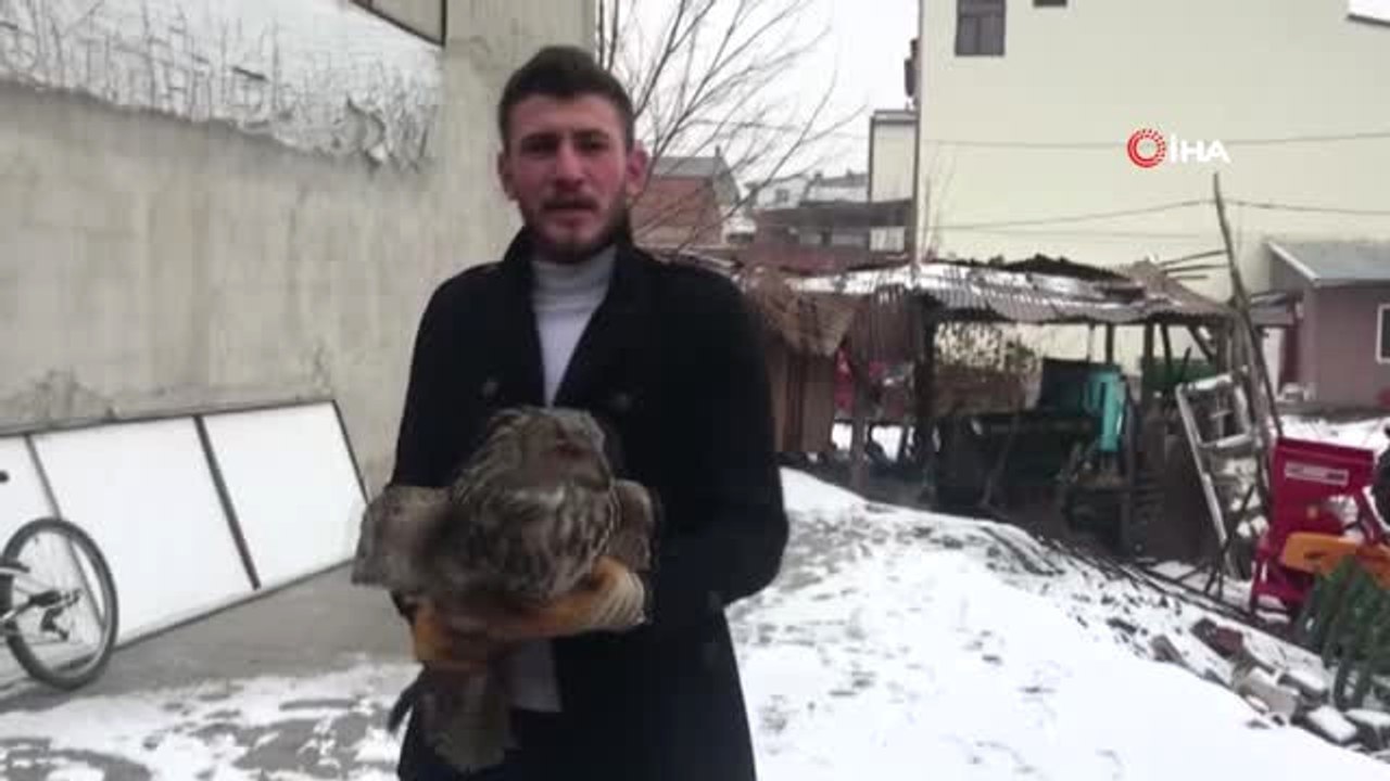 Erzurum'da Yaralı Baykuş Bulundu