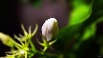 Blooming Flower - Jasmine