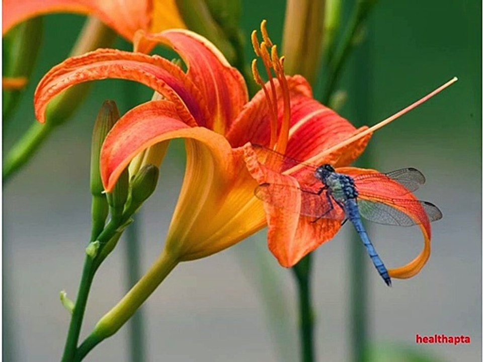 Facts about Tiger Lily Flowers