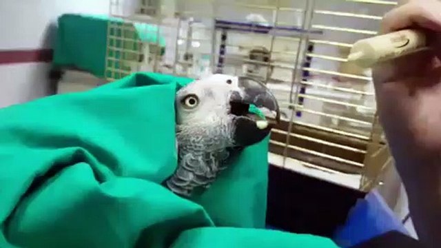 Türkiye’nin gündemine giren şiddet mağduru Papağandan iyi haberler var