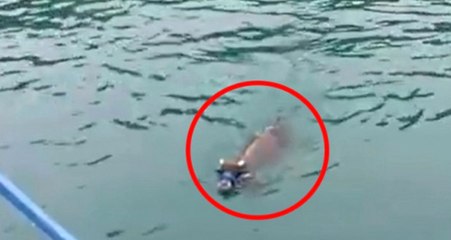 Ünlü Dana Ferdinand'ın Keyfi Yerinde