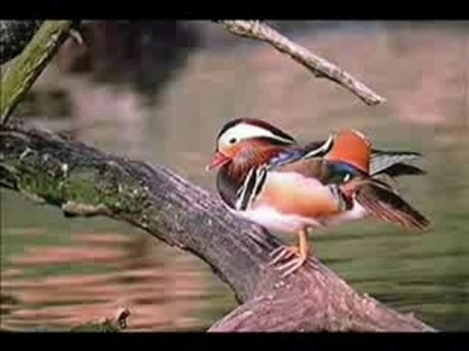 Canard mandarin