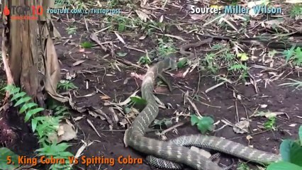 SNAKE ATTACKS - King Cobra, Cobra, King Snake VS Python, Leopard, Mongoose