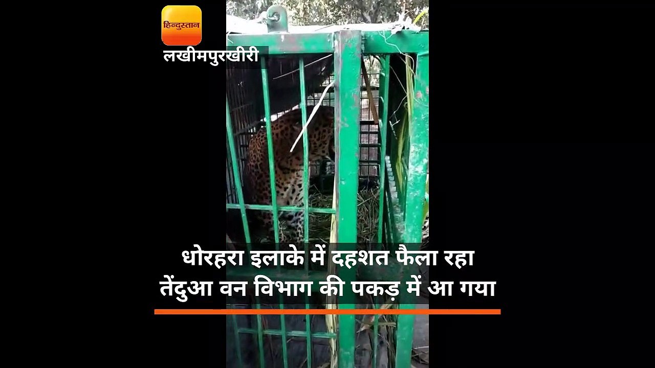 धोरहरा इलाके में दहशत फैला रहा तेंदुआ वन विभाग की पकड़ में आ गया