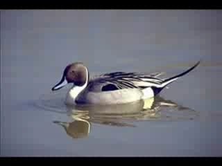 Canard pilet