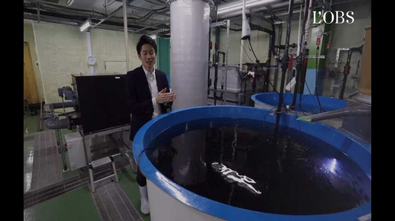 Japon : il réussit à élever des saumons... sur terre