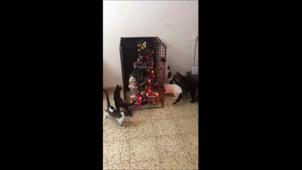 Il a trouvé la solution parfaite pour que ses chats ne détruisent pas son sapin de Noël