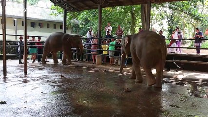 Adorable baby elephants practice play-fighting with each other
